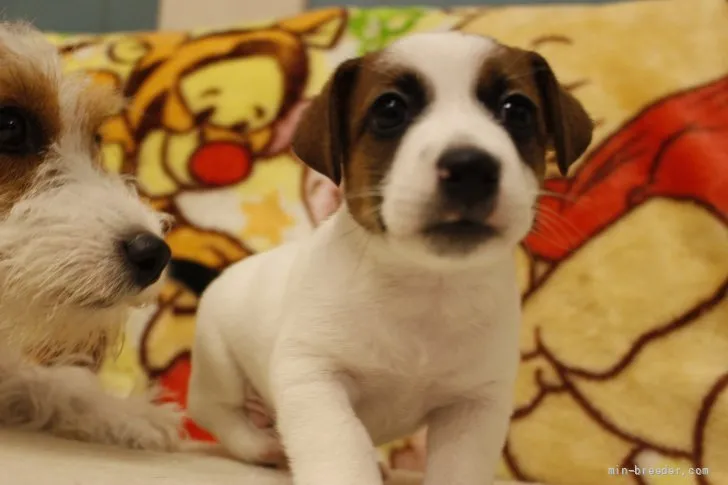 ID：2107-03602の子犬