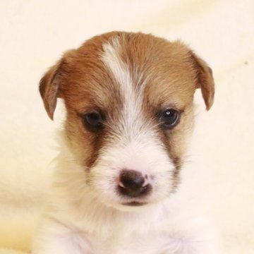 ジャックラッセルテリア【和歌山県・男の子・2024年5月8日・ホワイト&タン】の写真「長男くん‼︎」