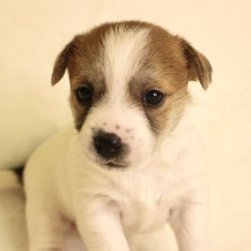 ジャックラッセルテリア【和歌山県・女の子・2024年1月20日・ホワイト&タン】の写真「長女ちゃん‼︎」