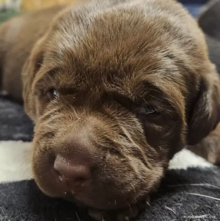 ID：2502-01355の子犬