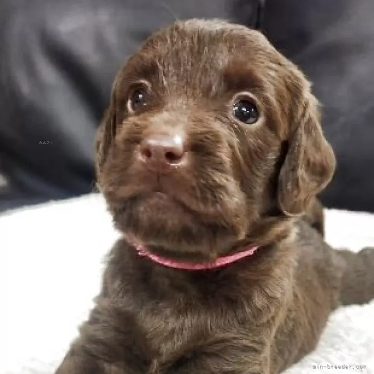 A.B 様のお迎えした子犬