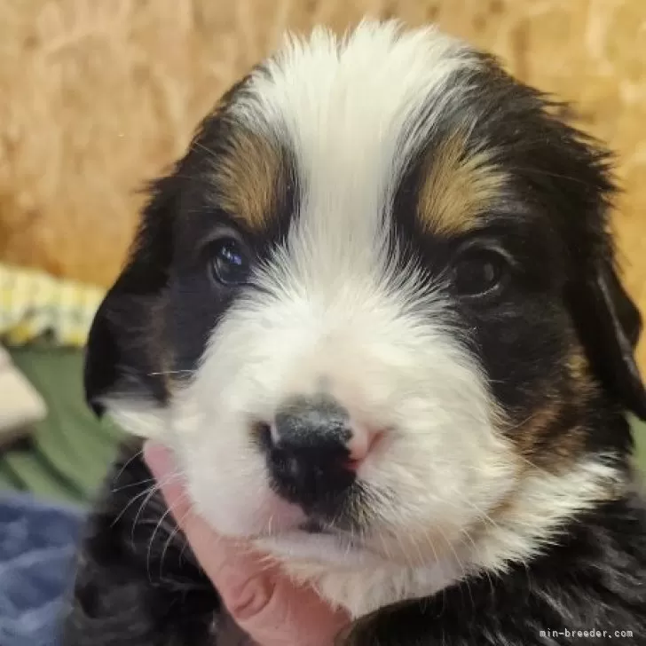 ID：2503-02009の子犬