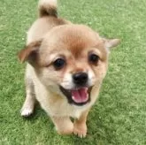 ミックス(チワワ×柴犬)【三重県・女の子・2025年5月15日・赤(茶色)】の写真1「ワクチン接種1回済み、マイクロチップ装着済み、健康診断異常無し」