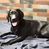 ラブラドールレトリバー【三重県・女の子・2025年1月21日・ブラック】の写真1「健康診断異常無しです。ワクチン2回接種済」