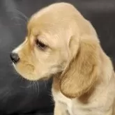 ミックス(アメリカンコッカースパニエル×ラブラドールレトリバー)【三重県・女の子・2025年12月13日・イエロー】の写真2「生後63日」