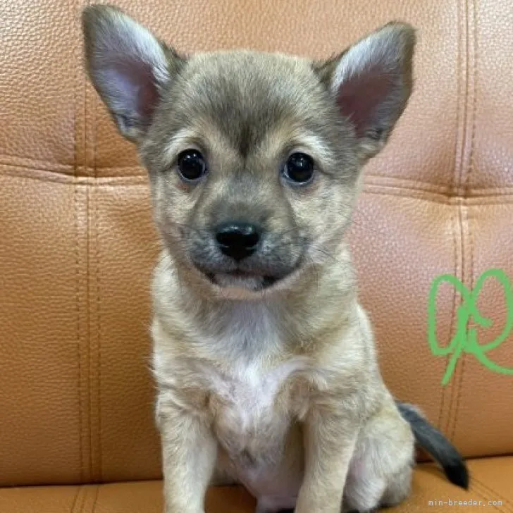 ID：2306-02293の子犬