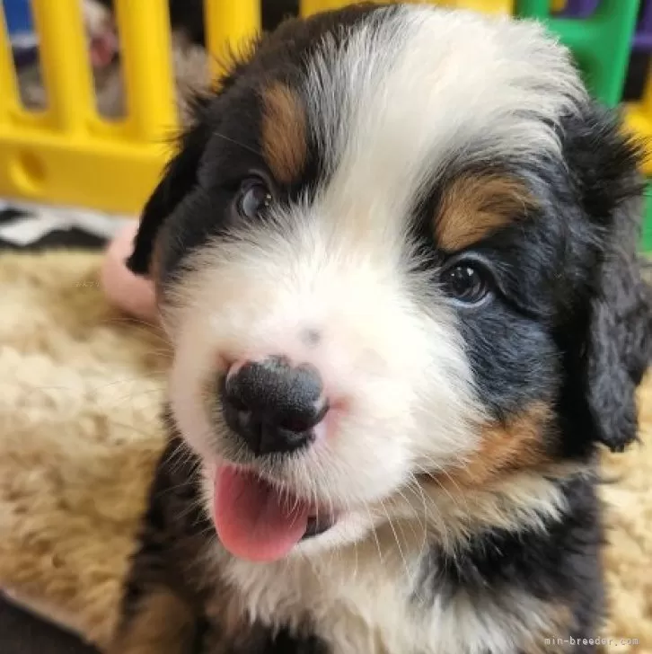 ID：2406-05044の子犬
