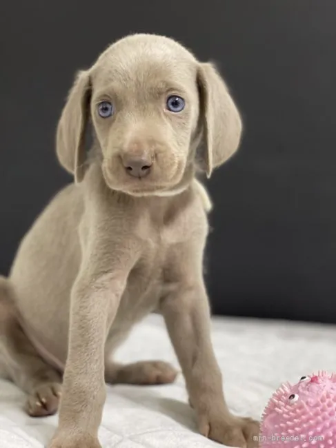 ID:2110-02571の子犬