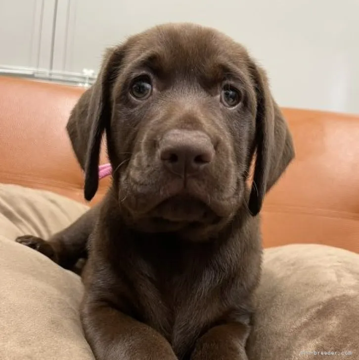 ID：2212-03069の子犬