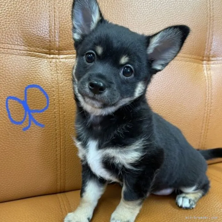 ID:2306-02290の子犬