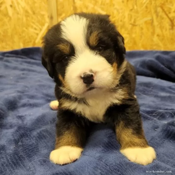 ID:2406-05053の子犬