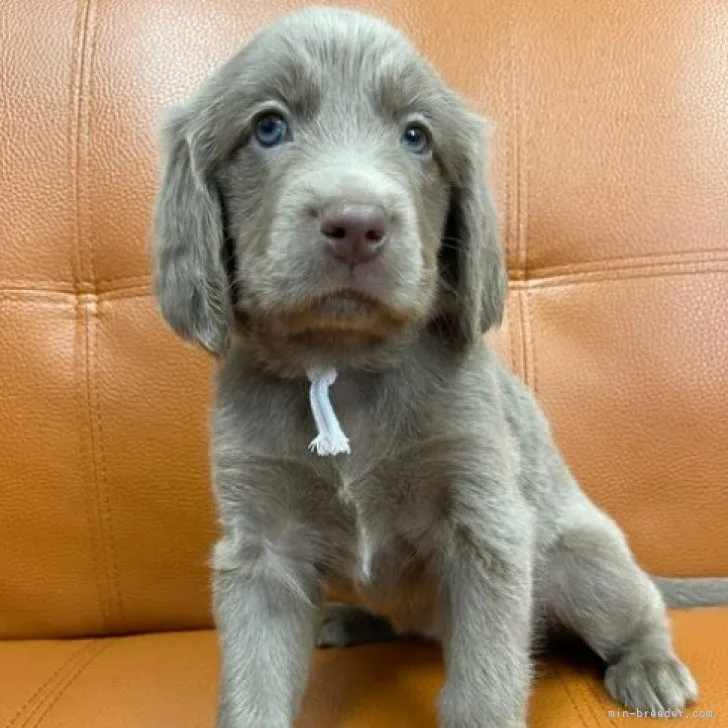 ID：2306-04800の子犬