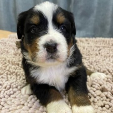 バーニーズ・マウンテン・ドッグ【三重県・男の子・2023年2月28日・ブラックラスト&ホワイト】の写真「７兄妹の可愛い子です！！」