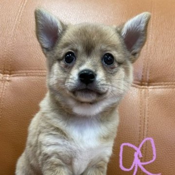 柴チワワ ミックス(柴犬×チワワ)【三重県・女の子・2023年5月8日・赤(茶色)】の写真「母親は黒柴　父親はチワワ」