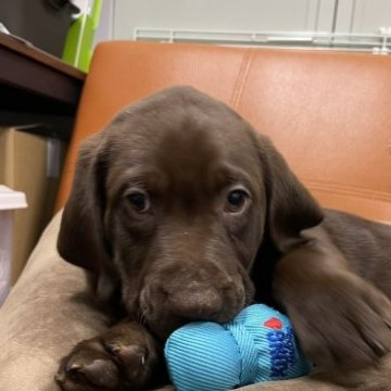 ラブラドールレトリバー【三重県・男の子・2022年11月9日・チョコレート】の写真「パパは外産優良血統！！男の子6、女の子3頭の9兄妹」