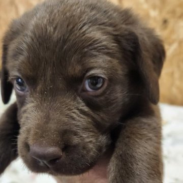 ラブラドールレトリバー【三重県・男の子・2024年7月6日・チョコレート】の写真「パパは警察犬協会中日本審査会チャンピオン」