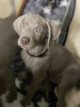 ワイマラナー【三重県・男の子・2021年9月12日・グレー】の写真「パパはイケメン！ママは美人！クリスマス特別価格！！」