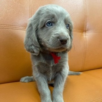 ワイマラナー【三重県・女の子・2023年5月11日・グレー】の写真「人気のワイマラナーロング！！」