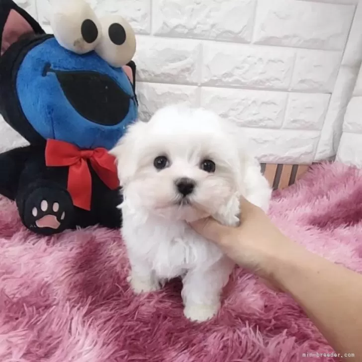 ID：2412-02157の子犬