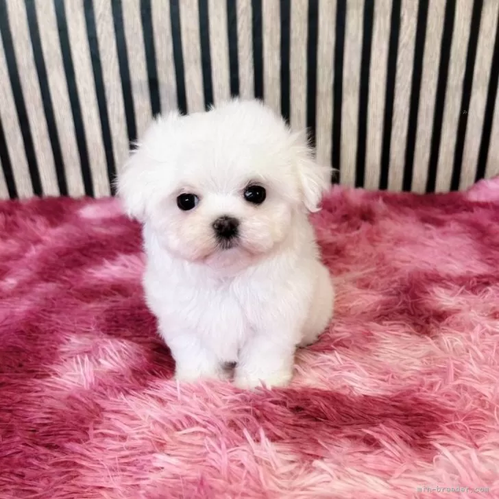 ID：2508-04768の子犬