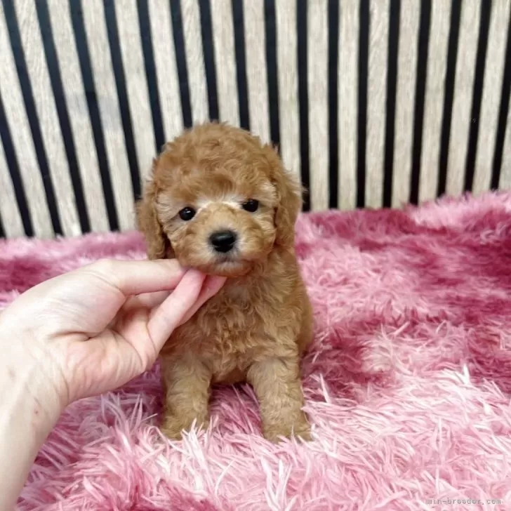 ID：2507-03778の子犬