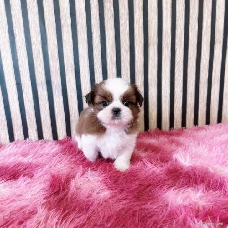 ヨーキ 様のお迎えした子犬