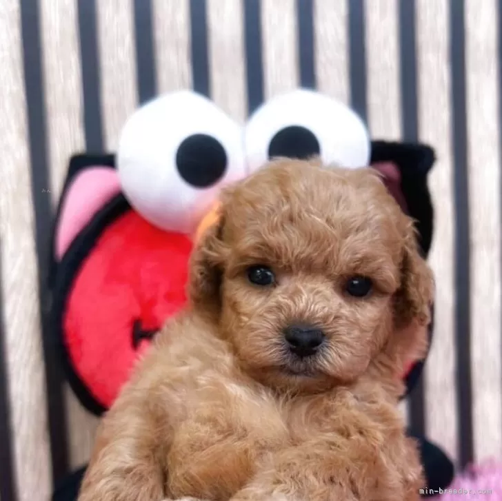 M.I 様のお迎えした子犬