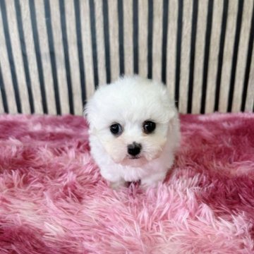 ビションフリーゼ【大阪府・女の子・2025年1月9日・ホワイト】の写真「ミニミニビション」