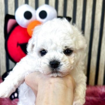 ビションフリーゼ【大阪府・男の子・2025年10月28日・ホワイト】の写真「とても可愛い男の子。」