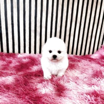 ビションフリーゼ【大阪府・女の子・2025年2月19日・ホワイト】の写真「ミニビション」