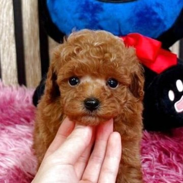 タイニープードル【大阪府・男の子・2025年8月26日・レッド】の写真「訳あり特別価格。」