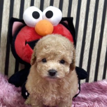 トイプードル(タイニー)【大阪府・女の子・2025年10月2日・アプリコット】の写真「とても可愛い女の子」