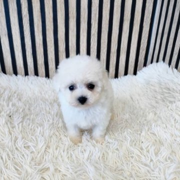 ビションフリーゼ【大阪府・男の子・2024年11月1日・ホワイト】の写真「ミニビション」