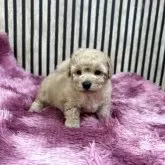 タイニープードル