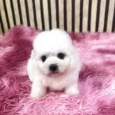 ビションフリーゼ