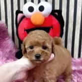 タイニープードル