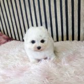 ビションフリーゼ