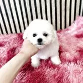 ビションフリーゼ【大阪府・女の子・2025年4月1日・ホワイト】の写真1