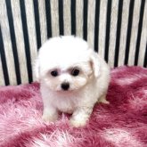 ビションフリーゼ