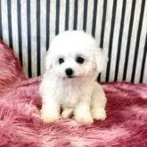 ビションフリーゼ【大阪府・女の子・2025年8月23日・ホワイト】の写真2