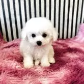 ビションフリーゼ【大阪府・女の子・2025年8月23日・ホワイト】の写真4