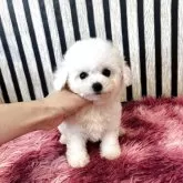 ビションフリーゼ【大阪府・女の子・2025年8月23日・ホワイト】の写真5