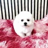 ビションフリーゼ【大阪府・女の子・2025年4月1日・ホワイト】の写真5