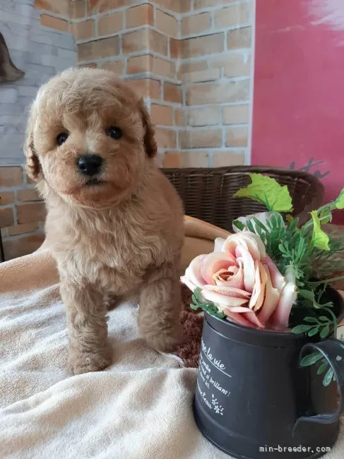 ID:2203-02173の子犬