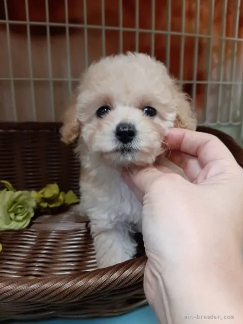 ID：2108-03732の子犬