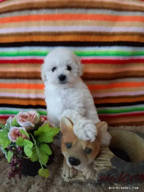 ID：2101-02572の子犬