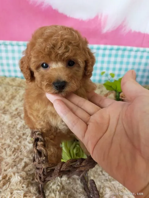 ID：2109-02464の子犬