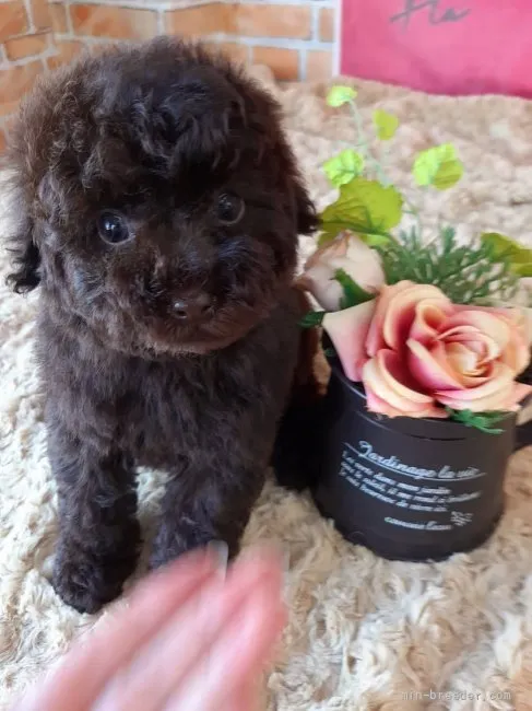 ID：2204-00918の子犬