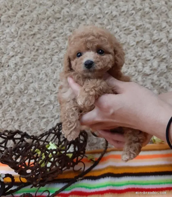 ID：2104-01893の子犬