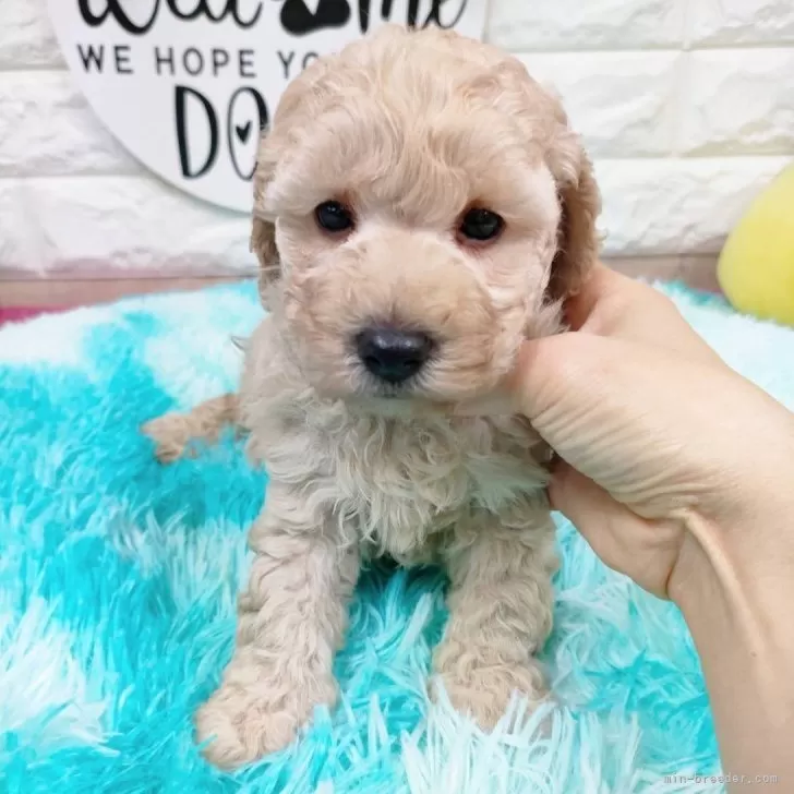 ID：2401-05935の子犬